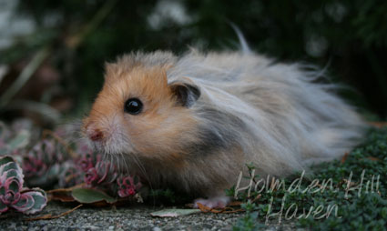 RC- Golden Umbrous Longhaired